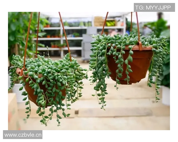 英吉多健身器材招聘信息:了解该品牌的职位机会